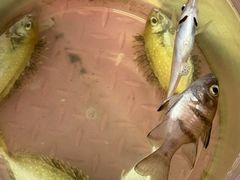 -小猫钓鱼海钓俱乐部(椰梦长廊店)