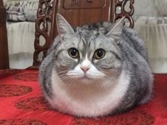 -东莞宠友24H宠物中心医院·转诊夜诊·异宠(新河北路院)