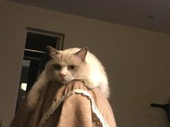 -Bastet sally猫舍购宠(静安店)