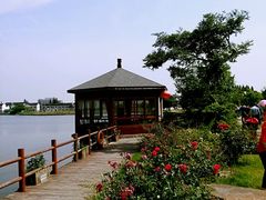 -鹅湖玫瑰文化园