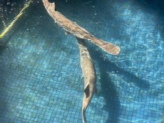 -鸿渡渔庄·特色鸭咀鱼