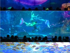 -海合安成都极地海洋公园