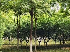 -永定河休闲森林公园