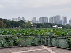 -月湖风景区