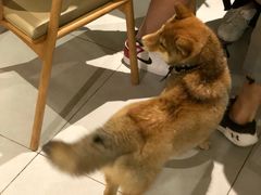 -柴务处·柴犬主题狗咖