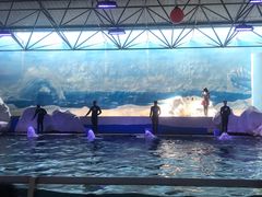 -秦皇岛乐岛海洋王国