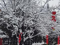 -大槐树寻根祭祖园