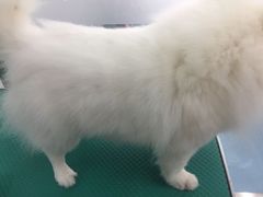 -瑞派宠物医院·24小时骨科·心脏·核磁(哈尔滨南岗店)