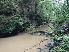 -怀托摩萤火虫洞