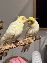 -Zoolung Zoolung动物主题公园(海信广场店)