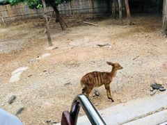 -清迈夜间动物园