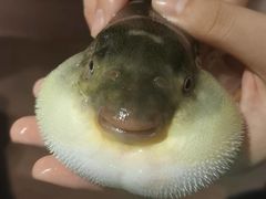 -肆月河豚·淮扬菜·湘菜(华天店)