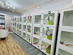 -青奢宠物·青奢猫舍