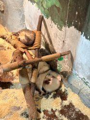 -Zoolung Zoolung动物主题公园(海信广场店)