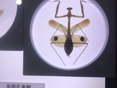-上海昆虫博物馆