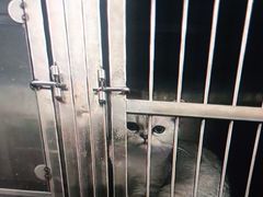 -特一安24小时宠物医院·骨科·中兽医