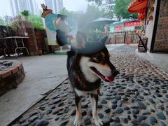 -柴犬高等学院·狗咖·柴犬售卖·宠物训练