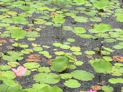 -绥化市森林植物园