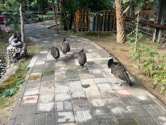 -呀路古热带植物园