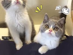 -喵zoo家庭繁育猫舍(尖东智能花园店)
