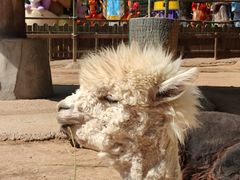 -辛玛王国游乐园