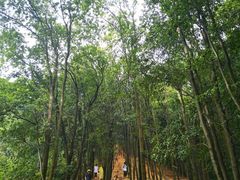-火炉山森林公园