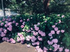 -上海滨江森林公园