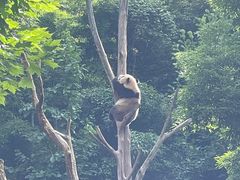 -都江堰中华大熊猫苑