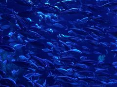 -太平洋海底世界