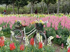 -天适樱花悠乐园