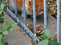 -老北京赵记酱肘子