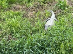 -中国扬子鳄村