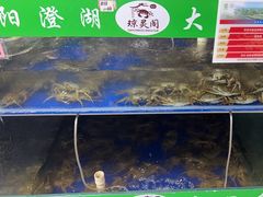 -阳澄湖大闸蟹·琼灵阁牌品牌连锁(吴中总店)