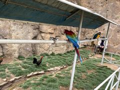 -西霞口神雕山野生动物世界