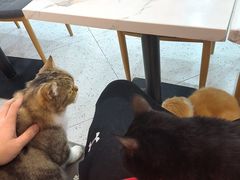 -喵园·猫主题咖啡厅·撸猫·猫咖(国贸店)