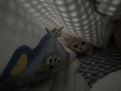 -唐小姐の猫狗洗护·购宠旗舰店(周浦万达店)