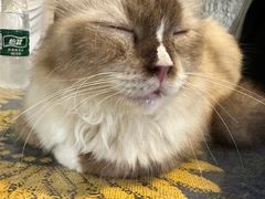 -平行世界·猫咖(首经贸店)