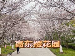 -高东镇樱花园