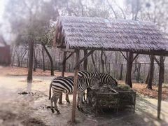 -合肥野生动物园