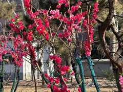 -莲花池公园