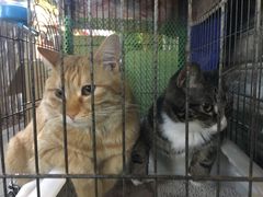 -沙湾姜埋奶(兴新包店)