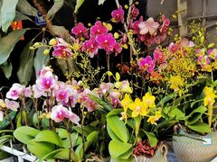 -溪岸路花鸟市场