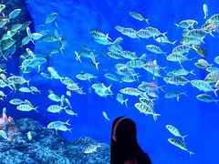 -成都浩海立方海洋公园