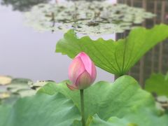 -陈家山荷花公园