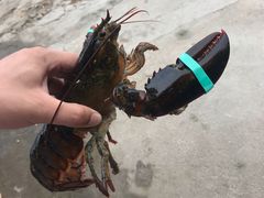 -红月湾海鲜饭店•沙滩海景(双月湾店)