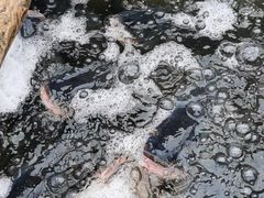 -姥家大锅台水库渔家