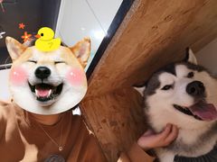 -Husky Go! 哈士奇体验馆·宠物咖啡厅狗咖