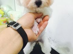 -FAELING PETS美天灵宠物(富力广场店)