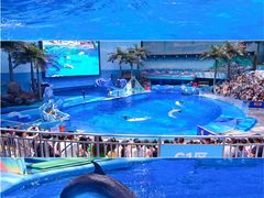 -海合安成都极地海洋公园