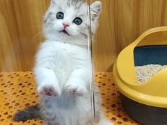 -欣宠猫屋·矮脚拿破仑·蓝金金渐层